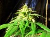 Day 98 Flower Day 51 (7).jpg