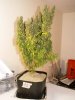 F2- F3 Harvest 043.jpg
