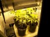 dirtmeds-albums-growop-09-picture49922-all-plants-under-cool-tube.jpg