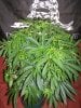 Dominion Skunk #8 day 9 (1).JPG