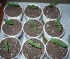 seedlings_4_7.jpg