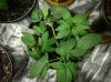 041218 Plant 3-1.jpg