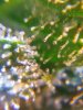 Trichs.jpg