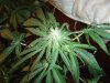 67 day old Adam 29th day flowering 3.JPG