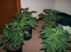 dirtmeds-albums-growop-09-picture50407-all-plants-just-before-flipping.jpg