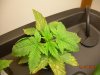 DSCN4811.jpg