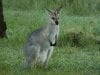 Wallaby001.jpg