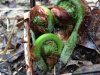 Fiddleheads.jpg