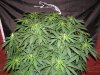 granny skunk day 7 (2).JPG