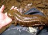 hellbender.jpg