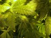 ogkush13-albums-g-13-haze-picture50555-week-7.jpg