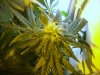 ogkush13-albums-g-13-haze-picture50553-week-7.jpg