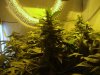 ogkush13-albums-g-13-haze-picture50551-week-7.jpg