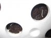 3 Seedlings 3 days - roots.jpg