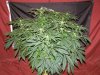 Granny Skunk #4 day 19 (1).JPG