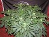 Granny Skunk #4 day 19 (4).JPG