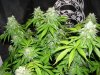 dominion skunk #8 day 54 (2).JPG