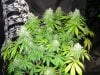 dominion skunk #8 day 54 (3).JPG