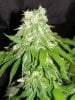 dominion skunk #8 day 54 (4).JPG