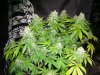 dominion skunk #8 day 54 (5).JPG