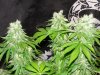 dominion skunk #8 day 54 (6).JPG