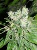 dominion skunk #8 day 54 (8).JPG