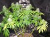 dominion skunk #8 day 54 (9).JPG