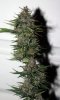 BlueRipper-BX1-P5-rks-Day53-Harvest-2.JPG