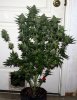 BRxBP-F1-P4-Harvest-Day49-1.JPG