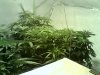 2305-day 4 flowering.jpg