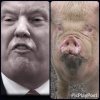 trump pig.jpg