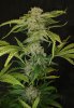 BOH4 flower F56.jpg