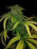 BOH6 flower F56.jpg