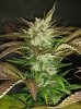 BOH7 flower F56.jpg