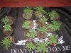 dominion skunk seedlings-sis skunk (1).JPG