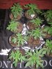 dominion skunk seedlings-sis skunk (2).JPG