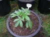 dominion skunk seedlings-sis skunk (4).JPG