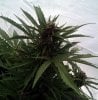 Greenhouse Black Dragon Bud pic2 -7-15-2018.jpg