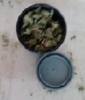 nug2.png