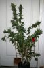 DR-BX1-P1-Day53-Harvest-1.JPG