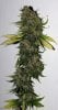 DR-BX1-P1-Day53-Harvest-2.JPG