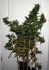 DR-BX1-P5-Day54-Harvest-1.JPG