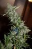 DR-BX1-P5-Day54-Harvest-2.JPG