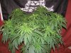 black dahlia veg day 60 (6).JPG