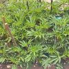IMG_20180729_134313_409.jpg