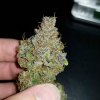 275558_hawkbo-cookies-x2fastbudscc_xl.jpg