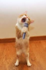 cat.png