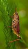 512a74d51f841e49892c0cd112b311fa--bokeh-photography-insect-photography.jpg