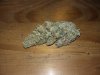 Grapefruit Auto.jpg