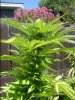 DSC05469.JPG